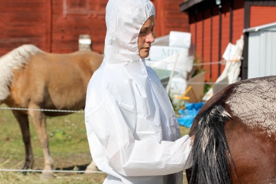 En hostning kan sprida hästvirus 50 meter – så skyddar du stallet mot smitta
