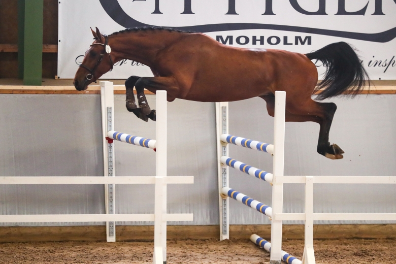 Språngrulla bojkottas av hingstägare