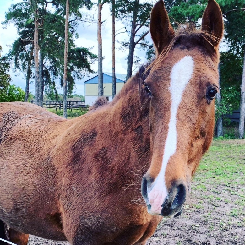 Wisby Ridklubb stänger efter ett virusfall och ett dödsfall