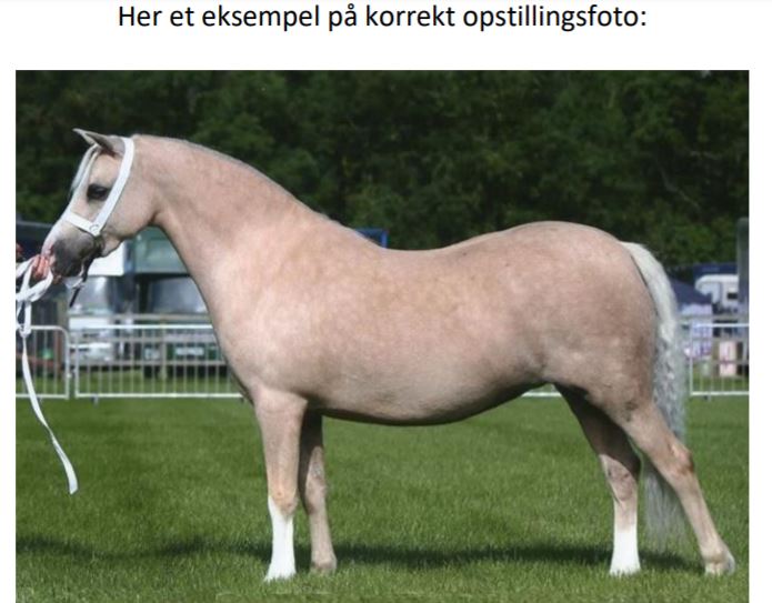 Dansk ponnyutställning flyttas online