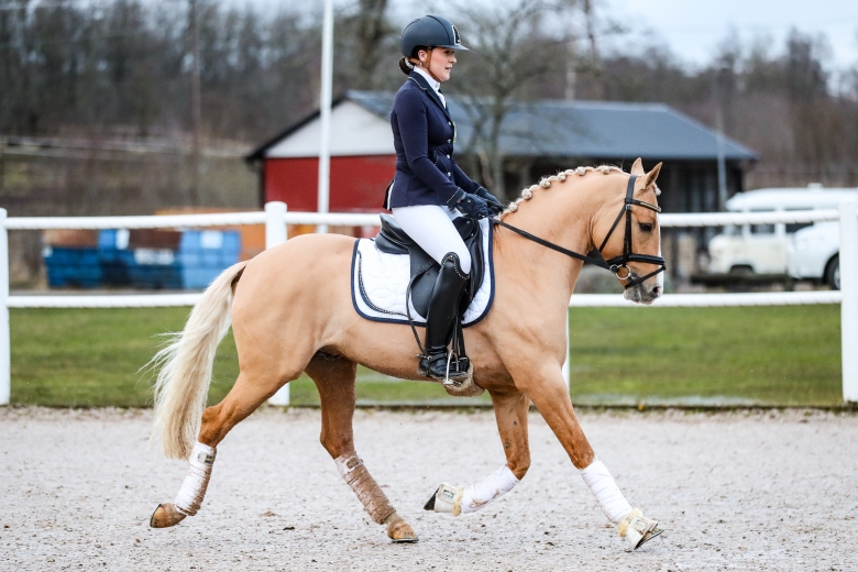 ASRP-hingstar får dispens