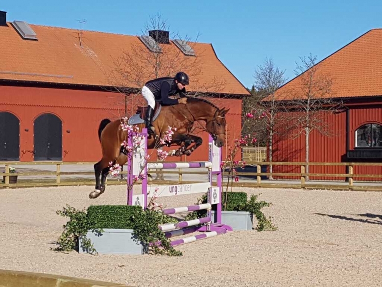 Lövstas digitala hingstvisning är igång: ”En spännande utmaning”