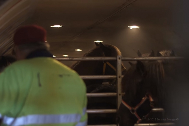 Jordbruksverkets veterinär: ”Det är väldigt ovanligt med transportskador”