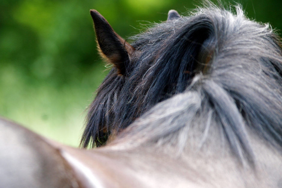 Hästars stressnivå under lupp i ny forskning