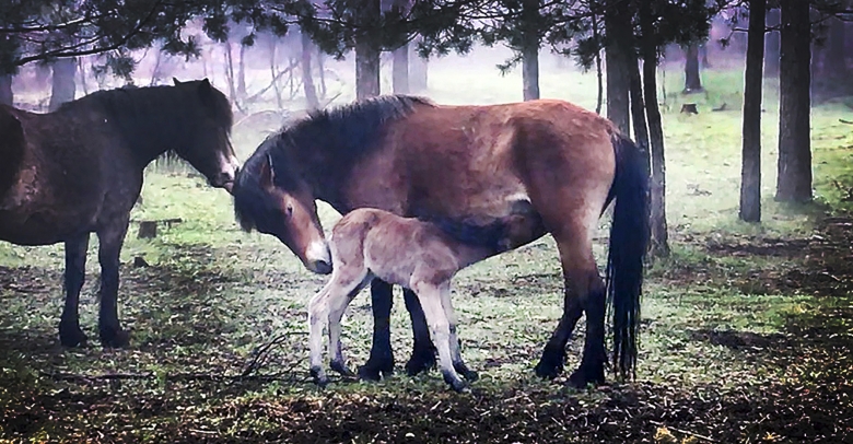 Årets första föl på Lojsta hed