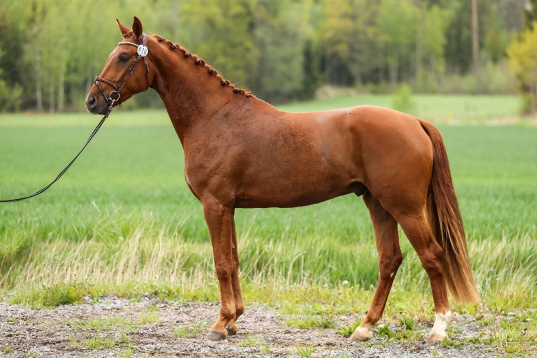 Dressyrframgångar för Stall RAA