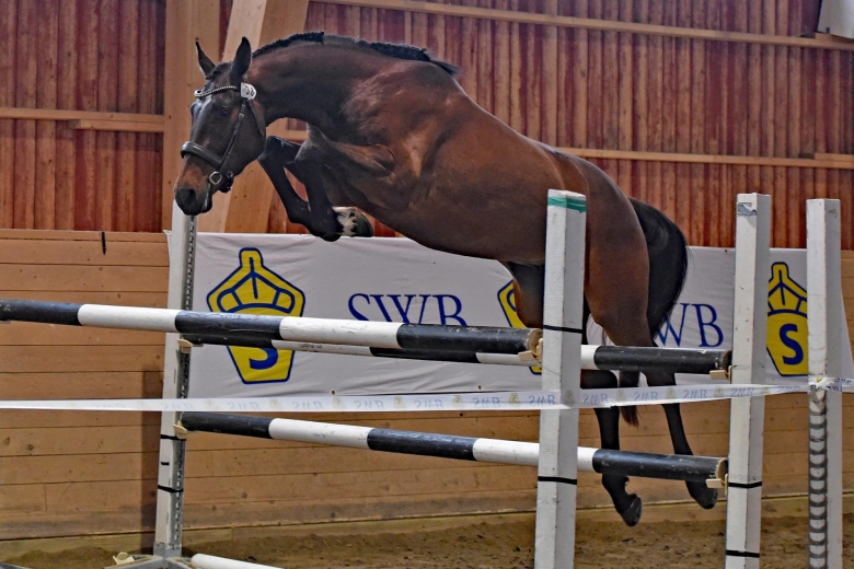 Kryddad med fullblod toppade Mr Jayson