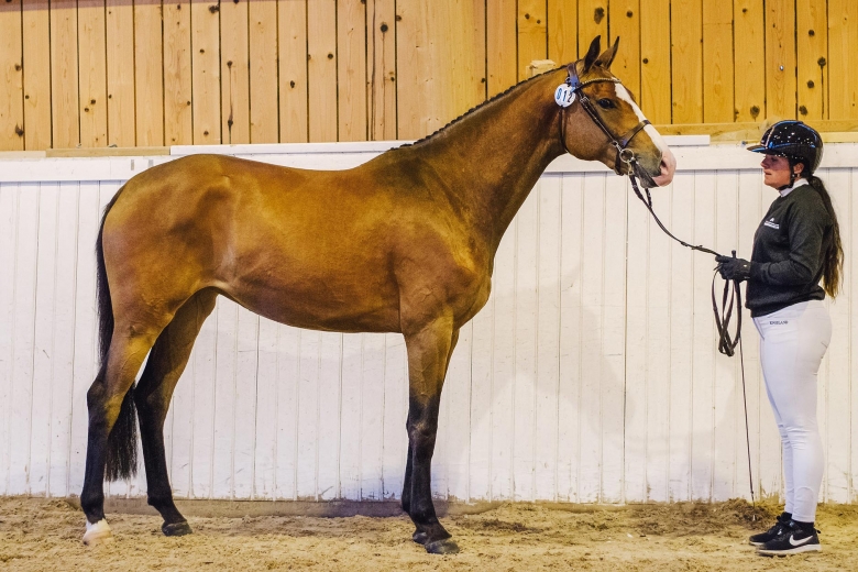 Två dubbelkvalade ston i Frödinge