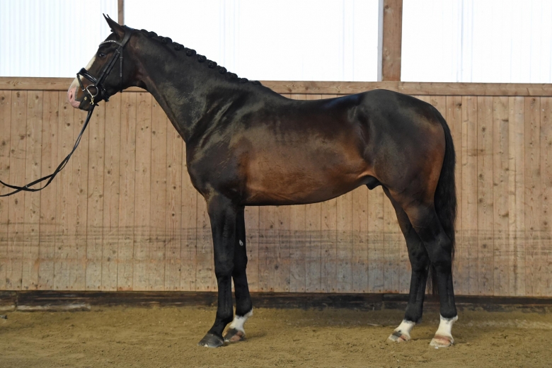 Totilas-son toppade vid extrainsatt unghästtest