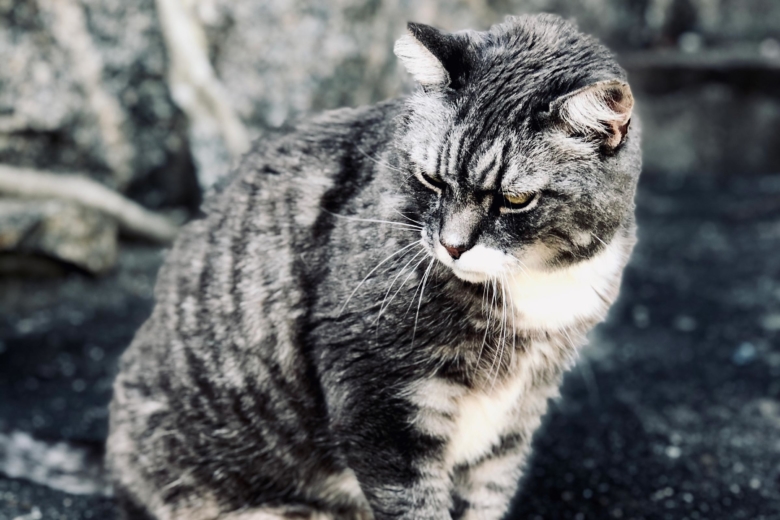 Rekommenderar kastrering av utekatter