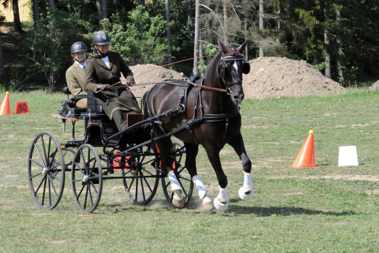 Chablis – en körhäst med integritet