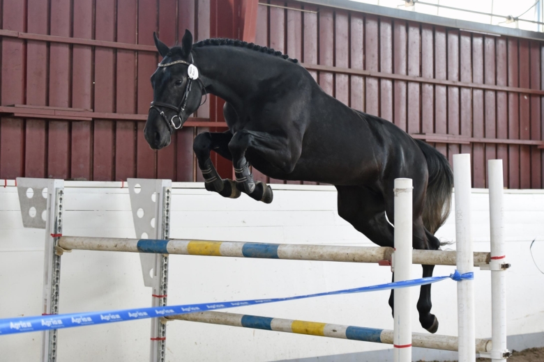 Fjärde generationens topphäst