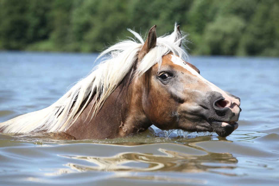 Skrämd häst simmade ut i sjö
