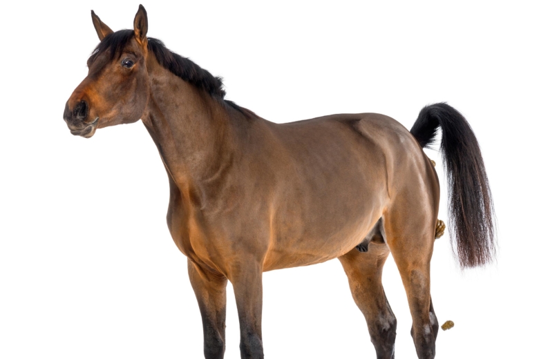 Forskningsnyheter: Hjärna och tarmflora hör ihop