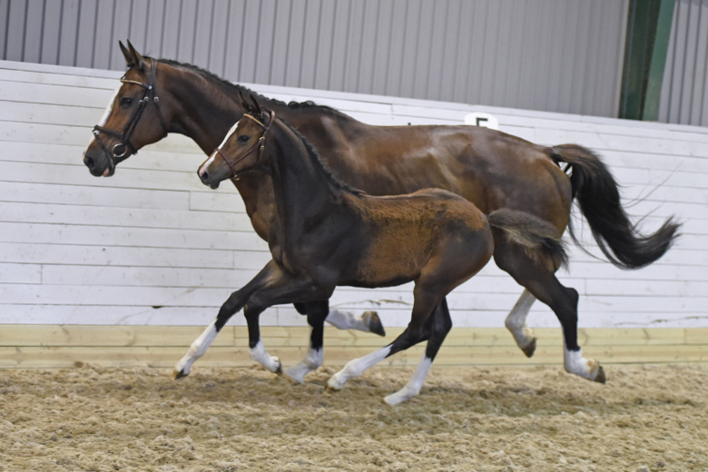 Föl efter Suarez och Contendro toppade i Halland