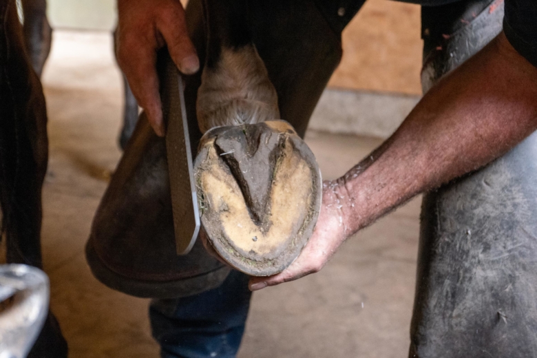 Ansvarsnämnden delar ut varning och erinran