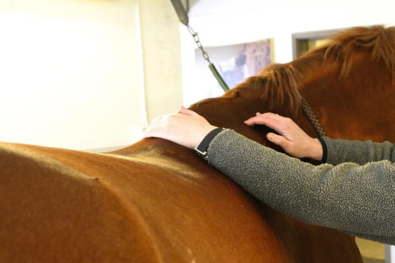 Stor variation i ryggrörelser hos hästar