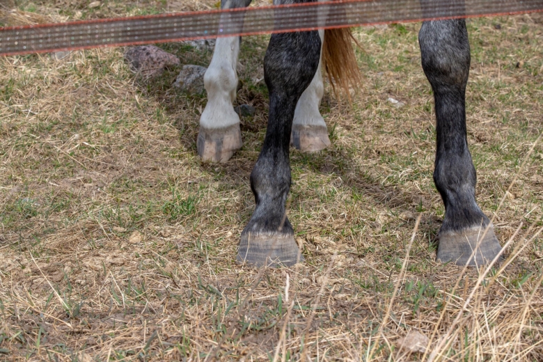 Häst skrämdes av vildsvinstråd – ryttaren skadad