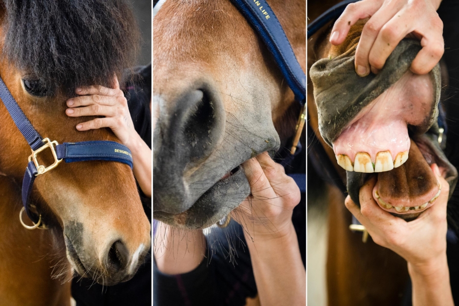 Guide: Visitera hästens mun i sju steg