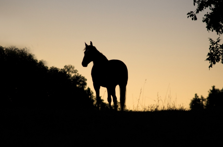 Döda hästarna betraktas som olyckshändelse