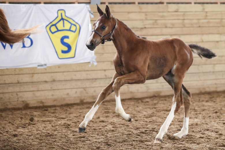Här är de vanligaste, roligaste och lite udda SWB-namnen