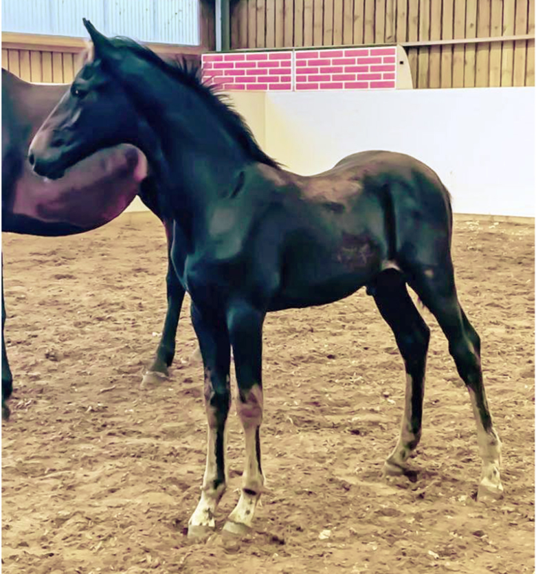 Fölsuccé för Hellbergs hingst