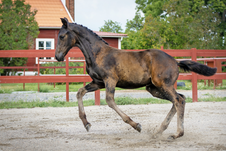 Höga poäng till For Romance I-dotter