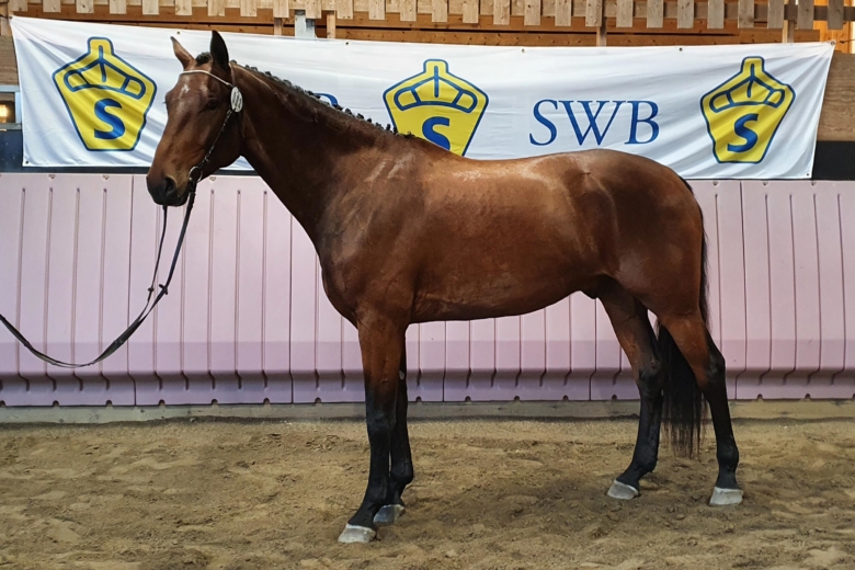 Busige Bolt bäst i Öjebyn