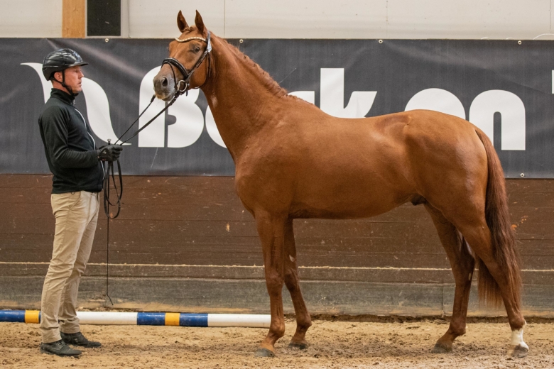 Topphästar i mängder på Strömsholm