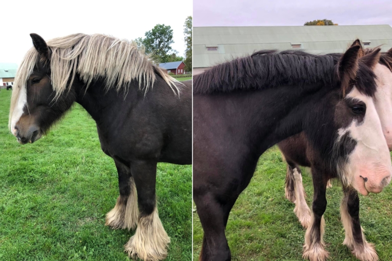 Cecilies hästar fick sina manar avklippta