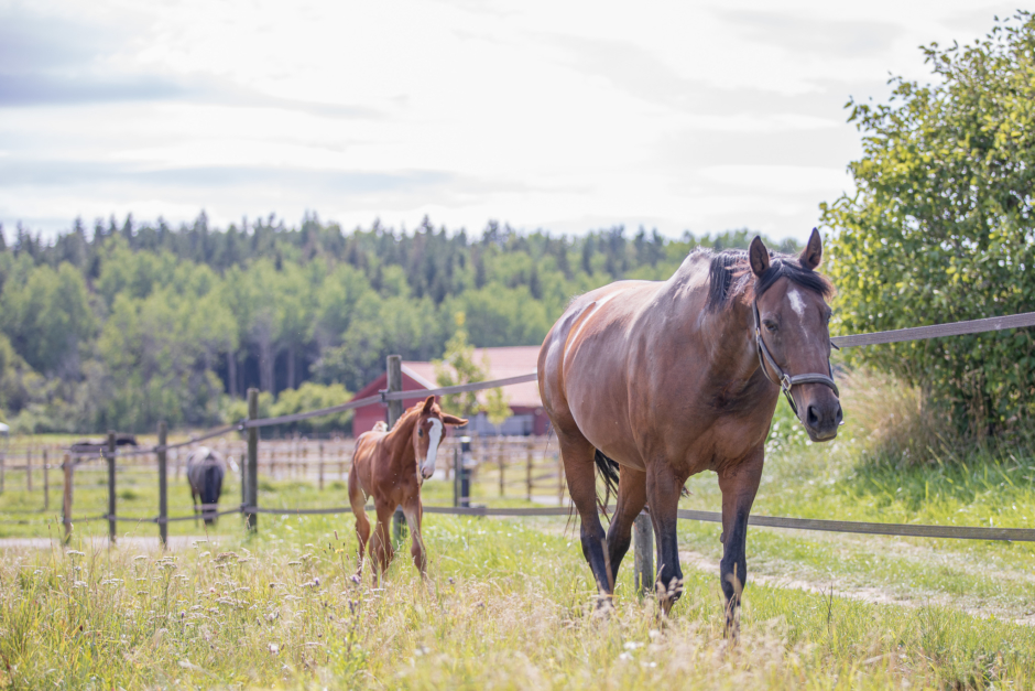 Talangrådgivning för unga hästar ny giv