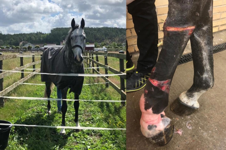 Asterix fastnade i eltråden – höll på att förblöda