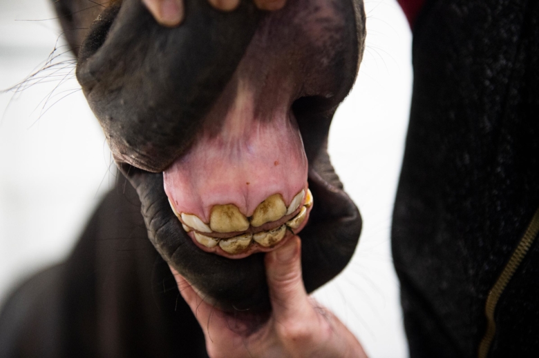 Häst fick tänderna nedslipade till gommen – man döms