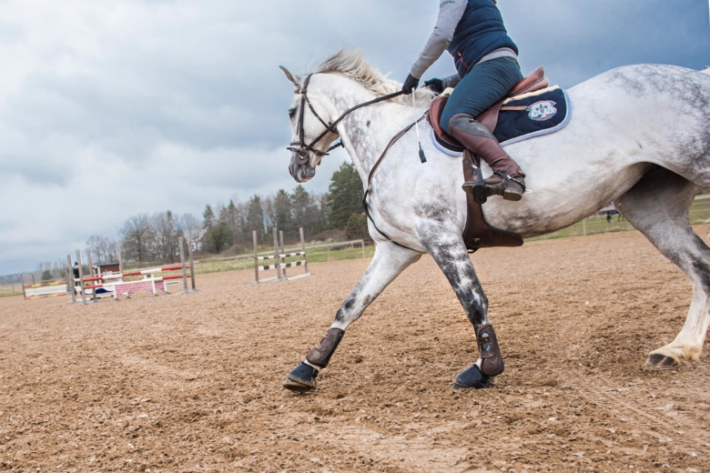 Proffstipset: ”Vinn hästens  förtroende”
