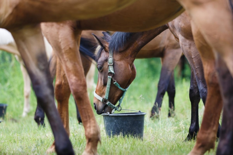 Danskar varnar för foder – flera positiva dopningstester