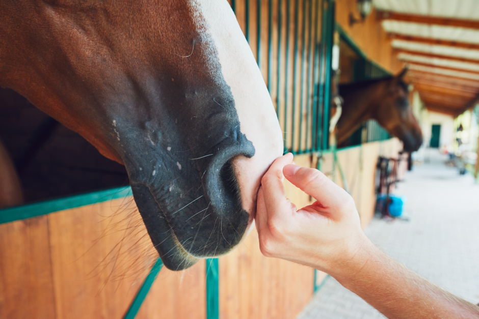 Förebygg smittspridning av Covid – följ hygienrutinerna även vid kontakt med hästar
