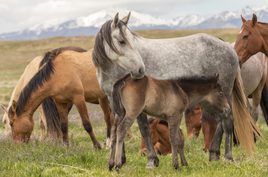 Hästar som får leva hästliv lyssnar mer på människor