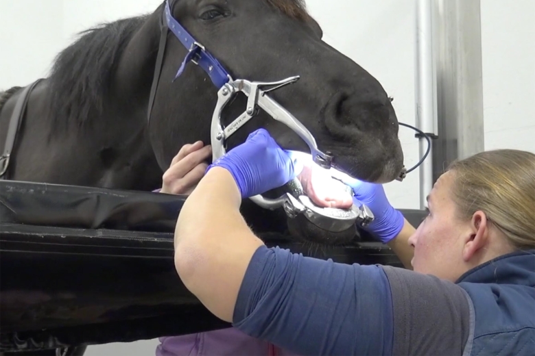 Kolla klippet: Munhåleundersökning av häst som blivit ”lite tjorvig att rida”