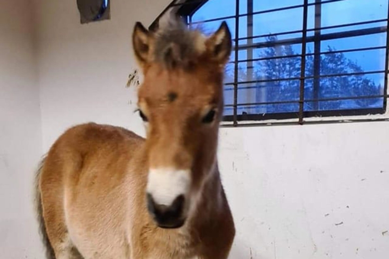 Försvunna ponnyfölet hemma igen