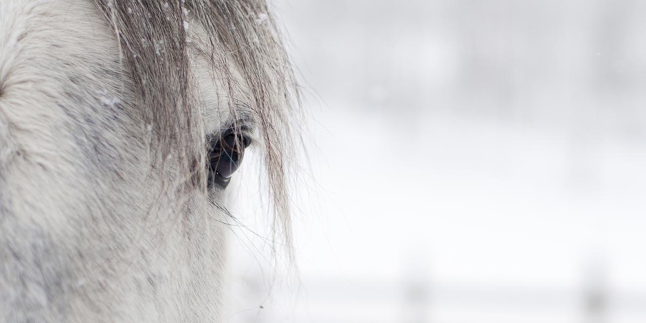 Veterinären vägrade avliva halt häst: ”Fick bära ut hästen mot hennes död”
