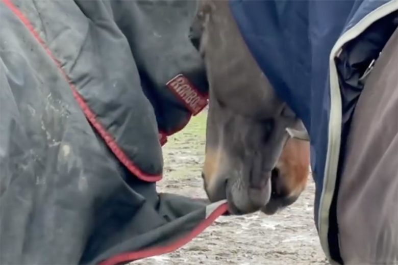 Kolla klippet: OS-hästens hyss i hagen