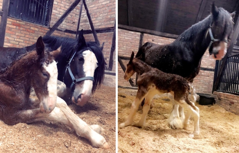 Stall Herkules först med föl i år igen?