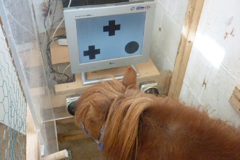 Forskningsnytt: Oanade matematiska färdigheter hos shetlandsponnyer