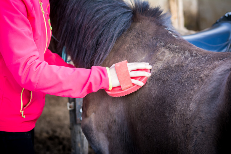 Facket ifrågasätter att barn leder ponnyer