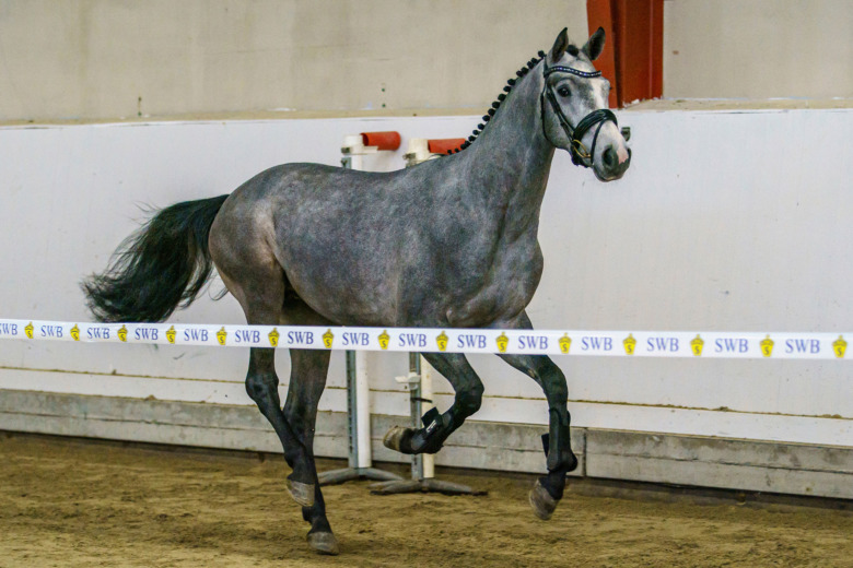 Fyra unghästdomare tycker till
