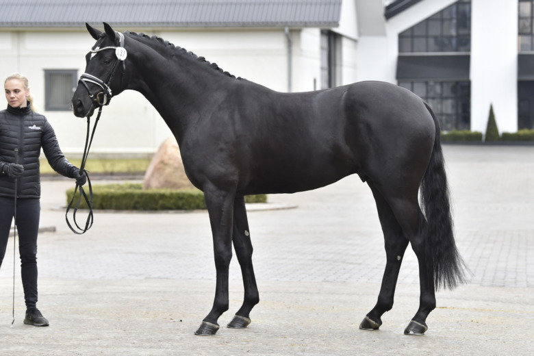 Helgstrand-dominans bland danska dressyrhingstar