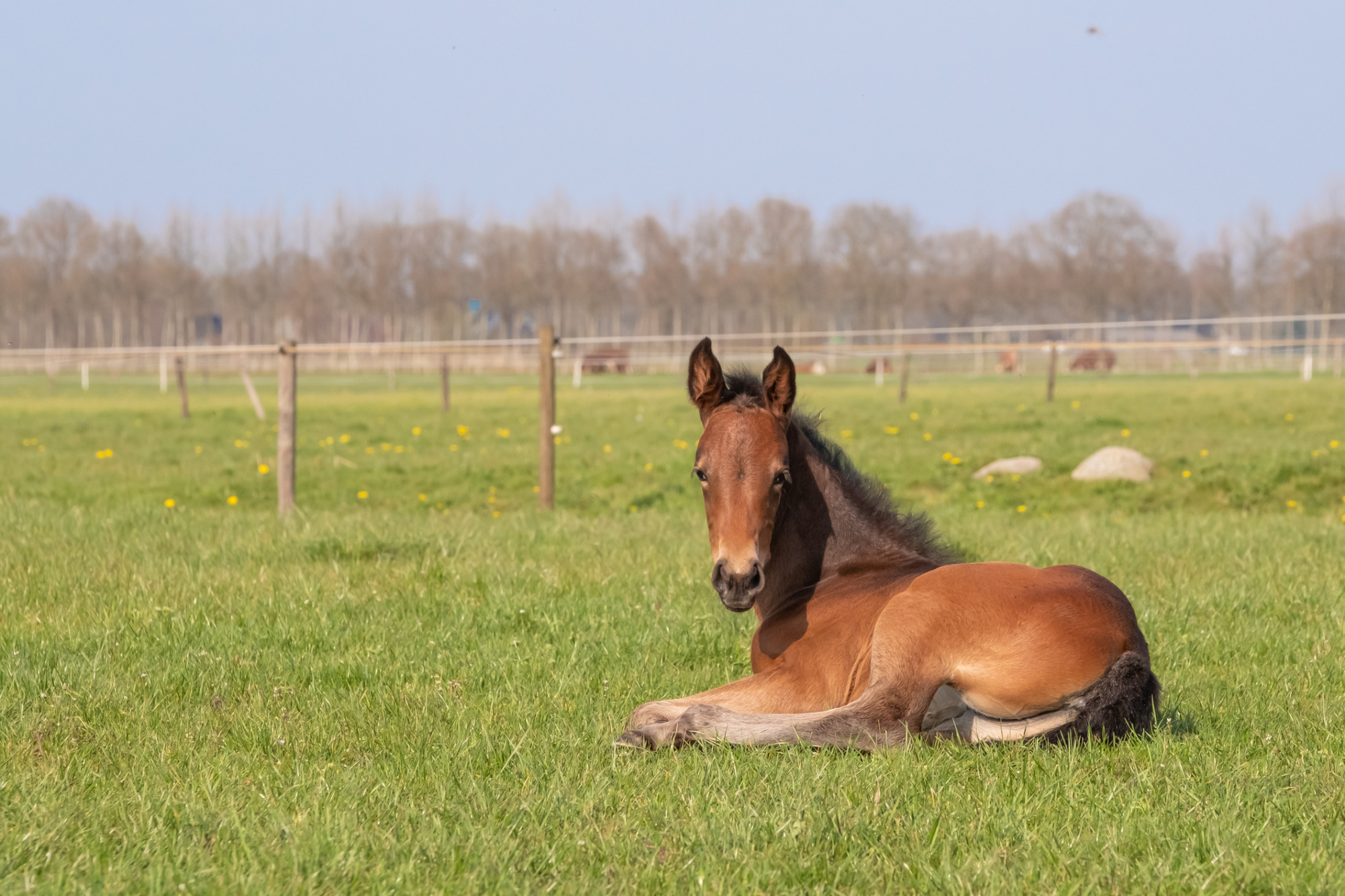 Brown Foal Resting In The Pasture. The Foal Lies On Green Grass