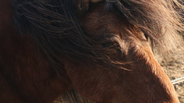 Hästägare får djurförbud efter vanvård