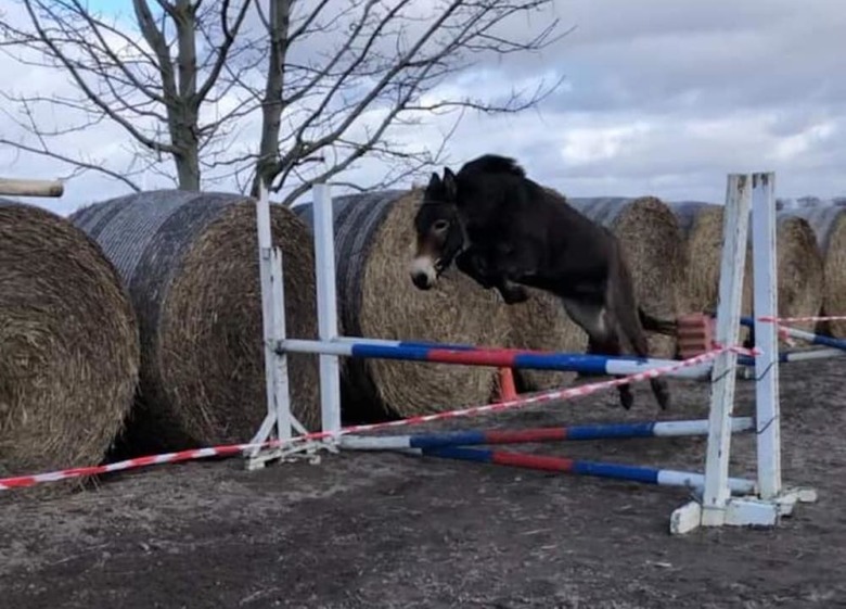 Kolla klippet: Kändismulan löshoppar med stil