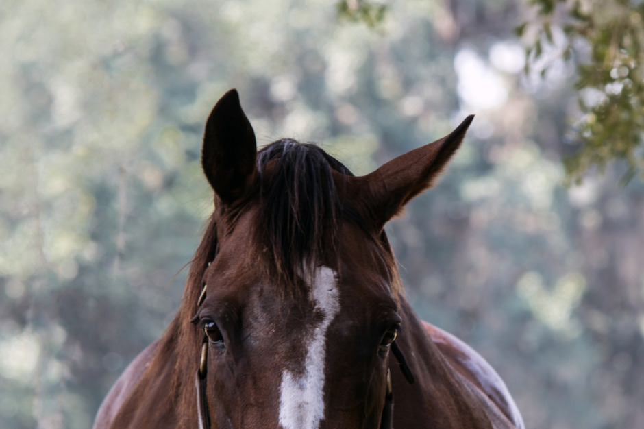 Hästens ansiktsuttryck kan ge vägledning vid smärta